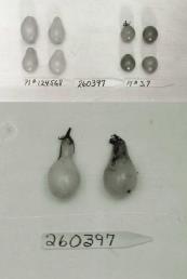 Click for 1 image(s) for this accession. FRUIT